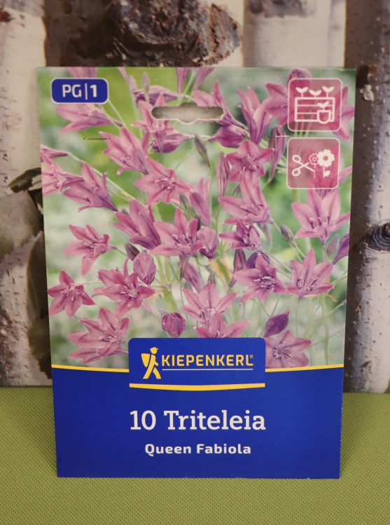 detail Triteleta 'Queen Fabiola'