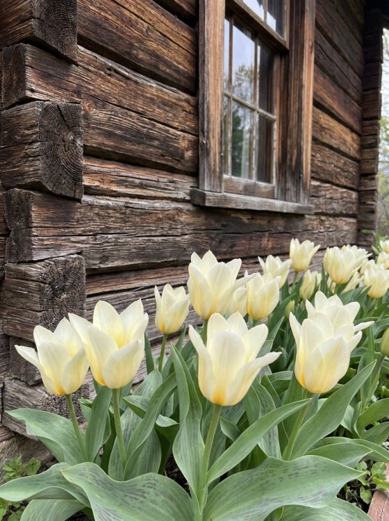 detail Tulipán Greigii Albion Star