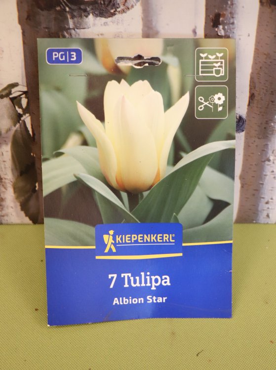 detail Tulipán Greigii Albion Star