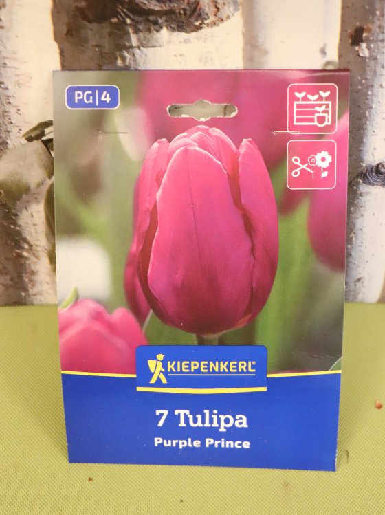 detail Jednoduchý Tulipán - fialový princ