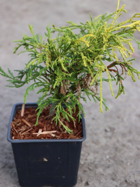 detail Cypřišek hrachonosný 'Filifera Aurea Nana'