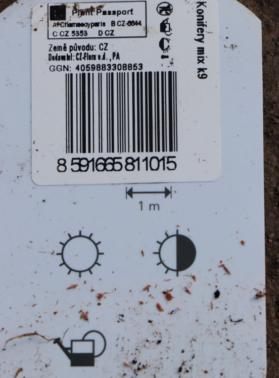 detail Cypřišek hrachonosný 'Nana'