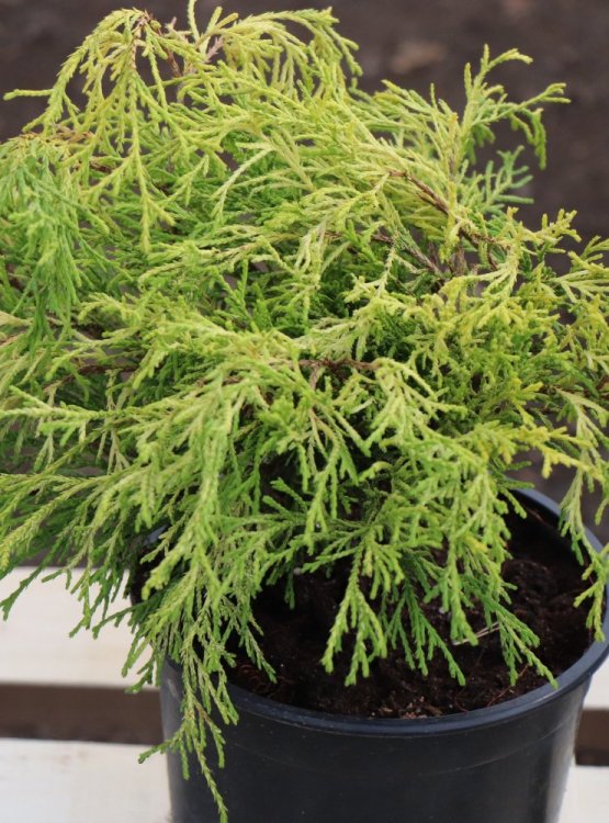 detail Cypřišek hrachonosný 'Sungold'