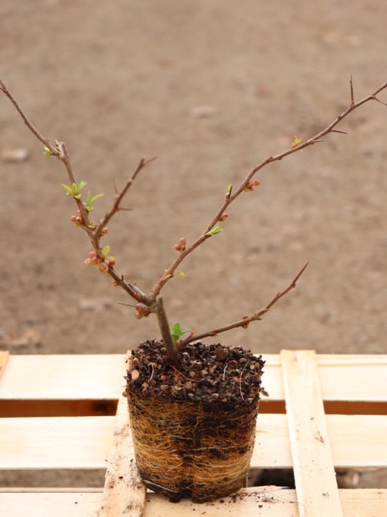 detail Kdoulovec nádherný 'Crimson and Gold´