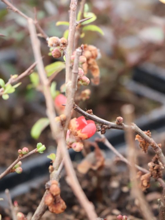 detail Kdoulovec nádherný 'Crimson and Gold´