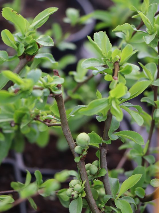 detail Kdoulovec lahvicovitý 'Yukigoten'