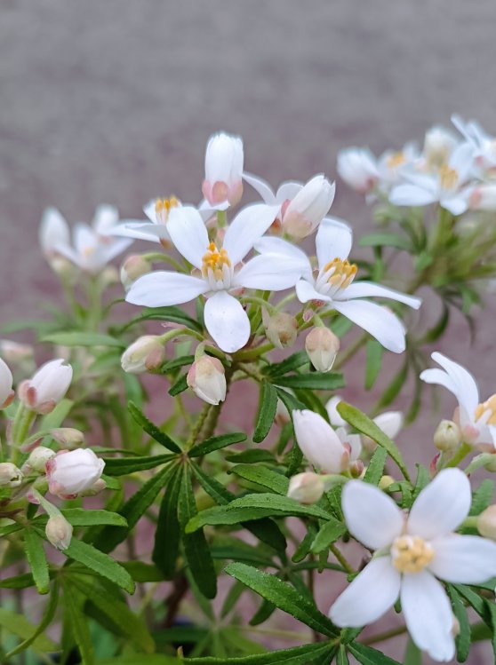 detail Choisie- Mex. pomerančovník 'White Dazzler Londaz'®