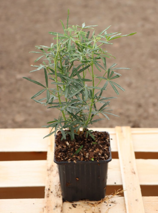 detail Choisie- Mex. pomerančovník 'White Dazzler Londaz'®