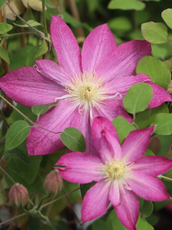 detail Plamének 'Asao´