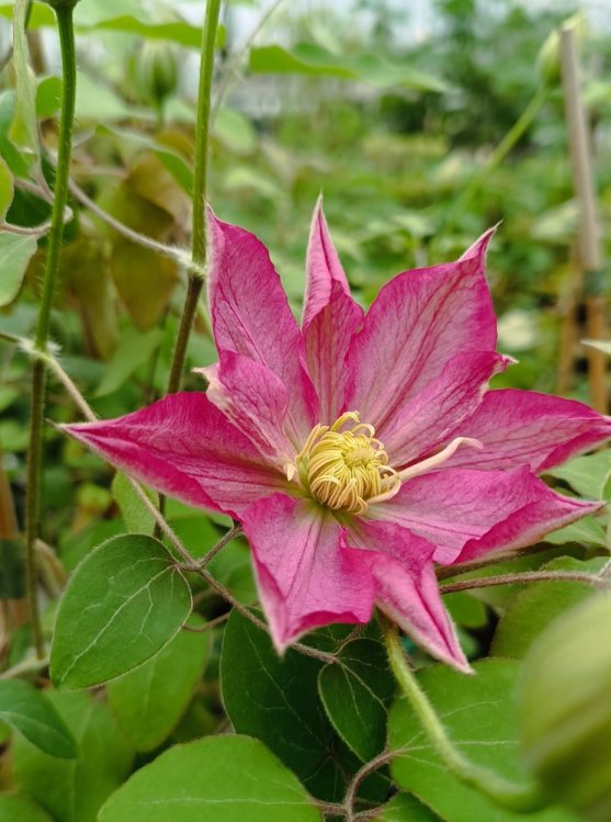 detail Plamének 'Asao´