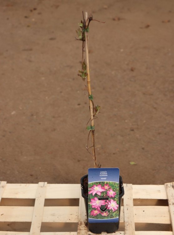 detail Plamének 'Asao´