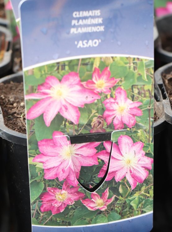 detail Plamének 'Asao´