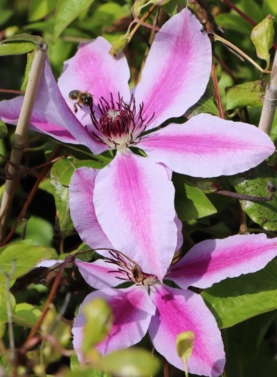 detail Plamének 'Nelly Moser' +E