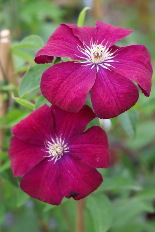 detail Plamének 'Rouge Cardinal'