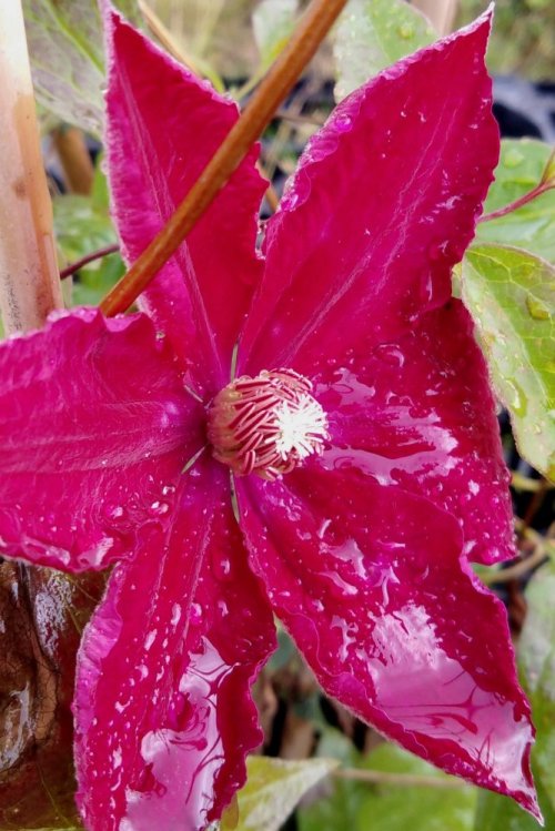 detail Plamének 'Rouge Cardinal'