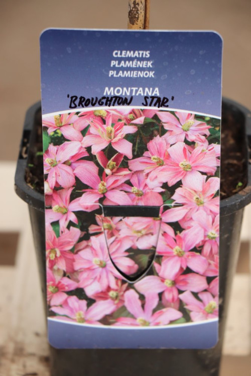 detail Plamének horský 'Broughton Star'