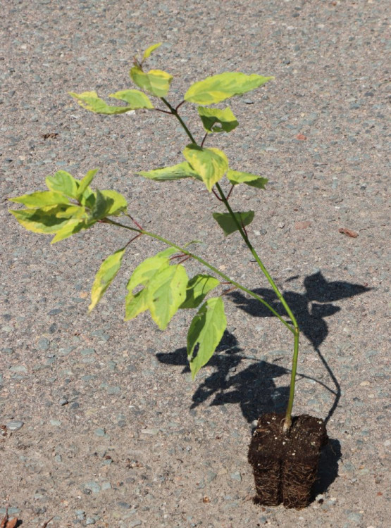 detail Svída bílá 'Cream Cracker'