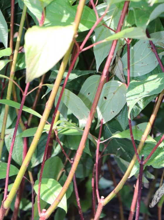 detail Svída bílá 'Kesselringii'