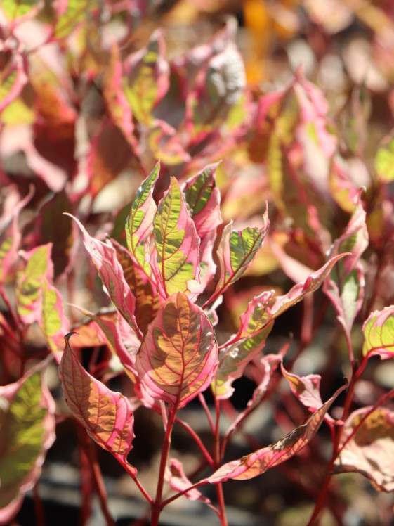 detail Svída bílá ´Miracle´®