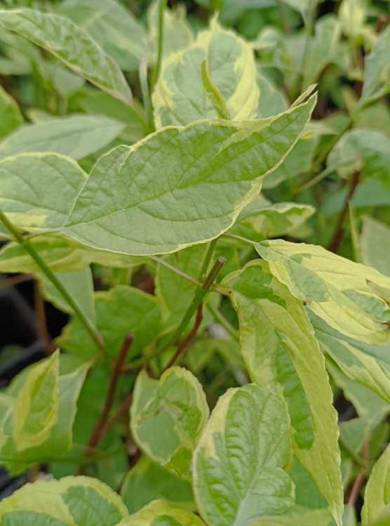 detail Svída bílá 'Spaethii'