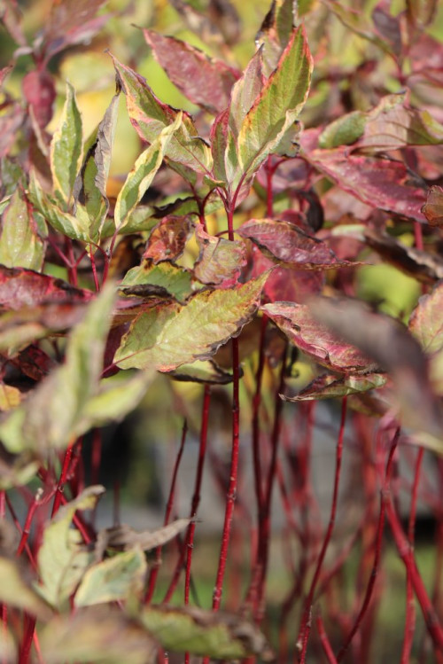 detail Svída bílá 'Spaethii'