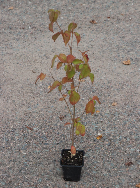 detail Dřín japonský