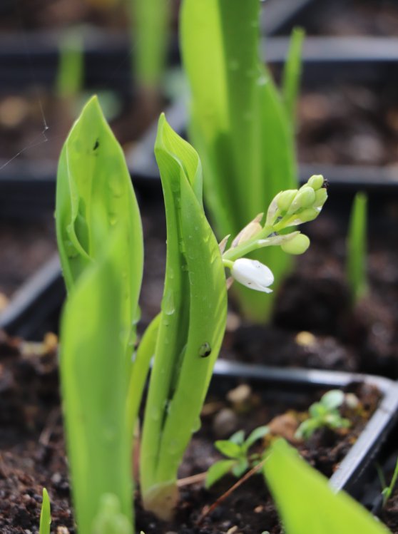 detail Konvalinka vonná