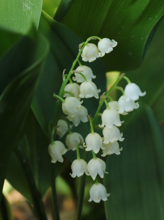 detail Konvalinka vonná