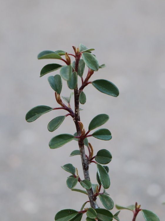 detail Skalník Dammerův 'Eichholz'