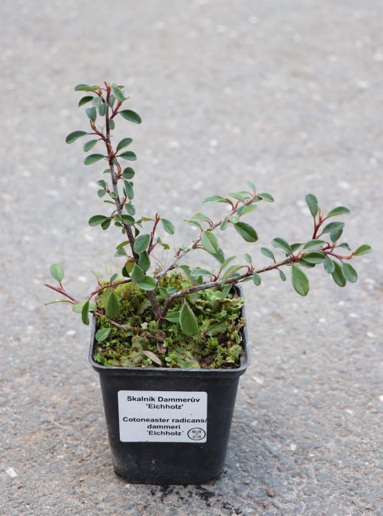 detail Skalník Dammerův 'Eichholz'