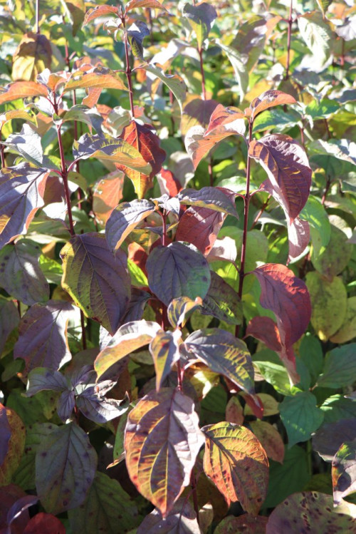 detail Svída krvavá