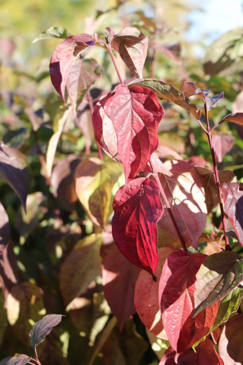 detail Svída krvavá