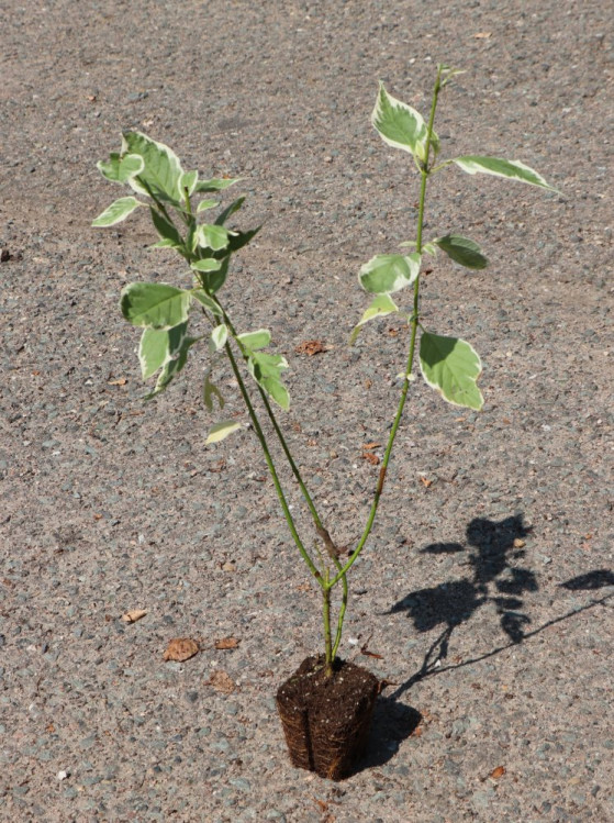 detail Svída výběžkatá 'Winter Gold'