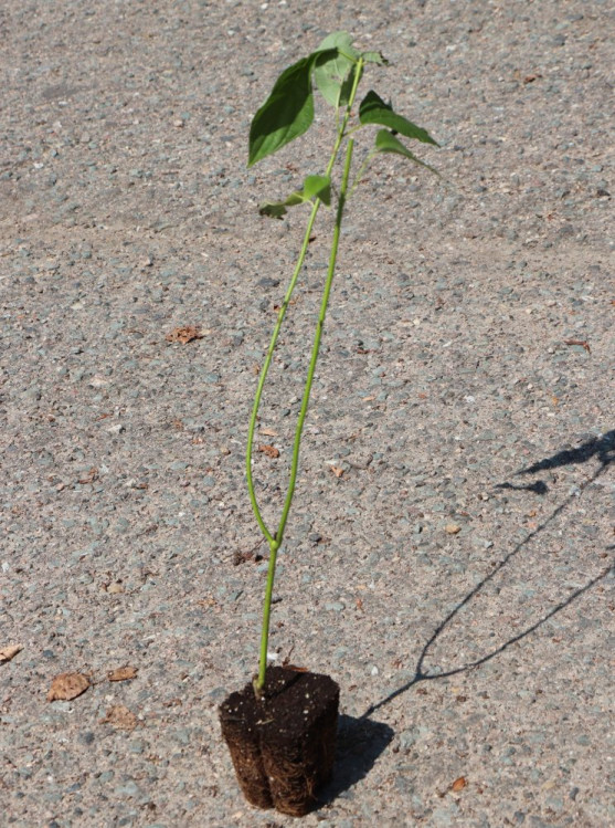 detail Svída výběžkatá 'Flaviramea'