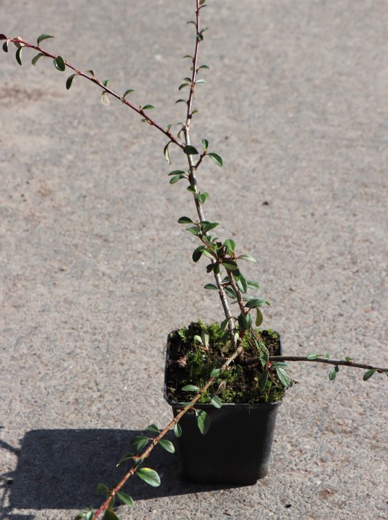 detail Skalník švédský 'Skogholm'