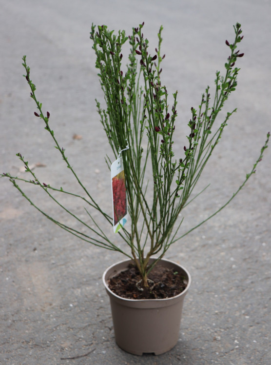 detail Čilimník 'BOSKOOP RUBY´