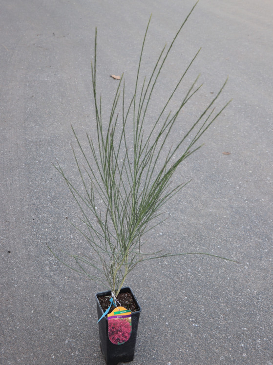 detail Čilimník 'BOSKOOP RUBY´