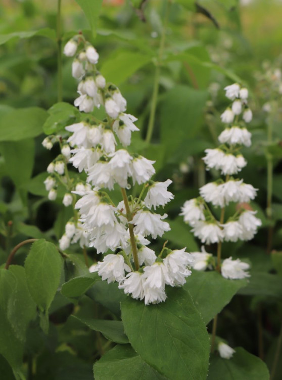 detail Trojpuk 'Pink Pom Pom'