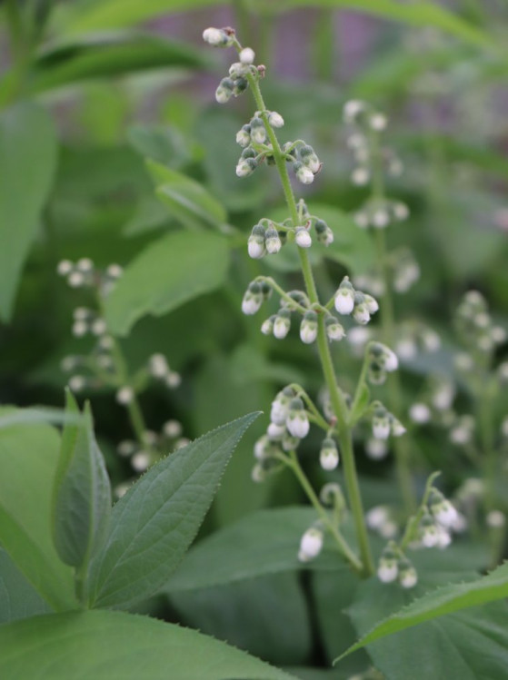 detail Trojpuk 'Pink Pom Pom'
