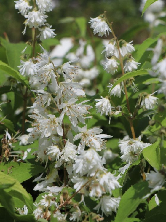 detail Trojpuk 'Pink Pom Pom'