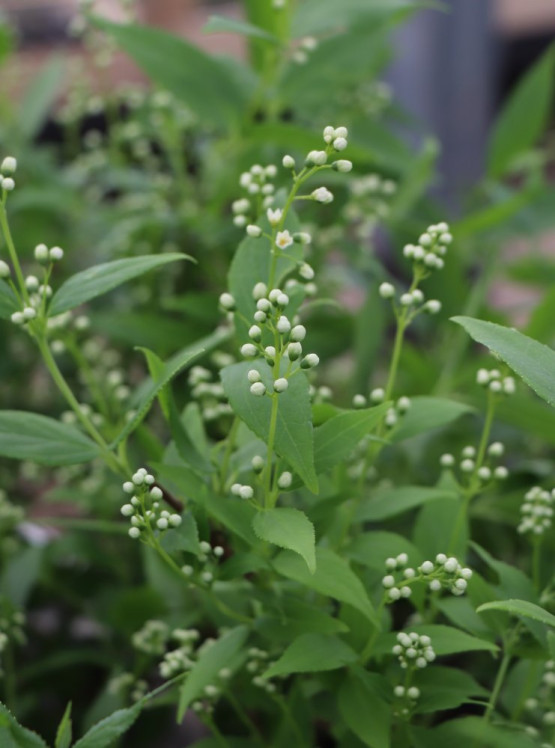 detail Trojpuk štíhlý