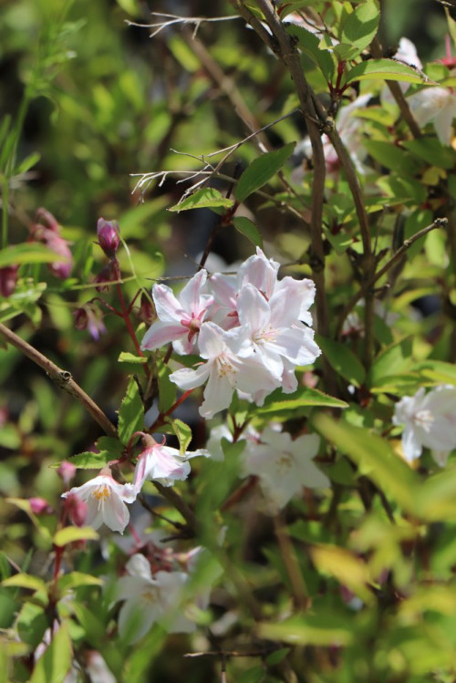 detail Trojpuk růžový 'Carminea'