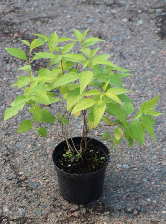 detail Klasnatka Stauntonova