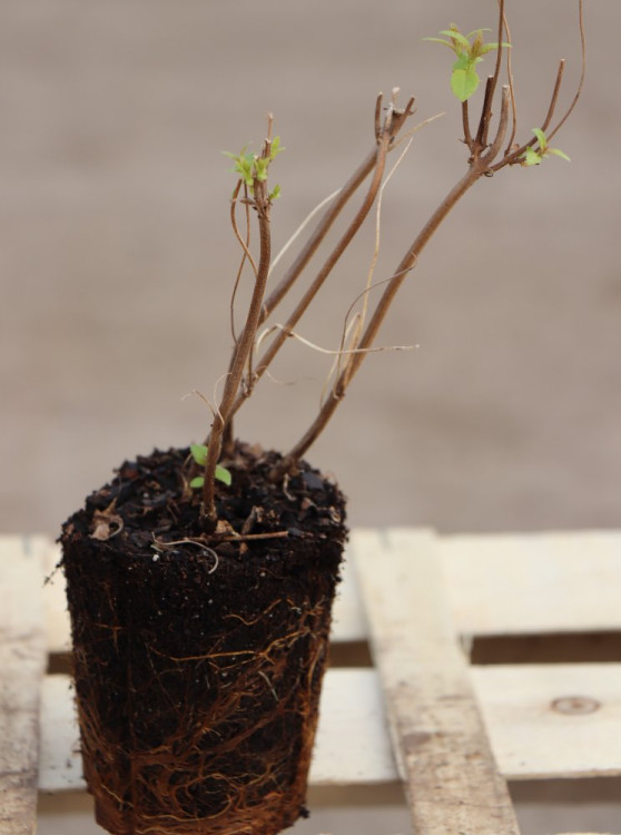 detail Klasnatka Stauntonova