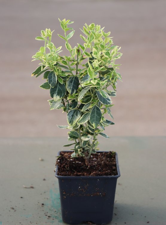 detail Brslen Fortuneův 'Emerald Gaiety'