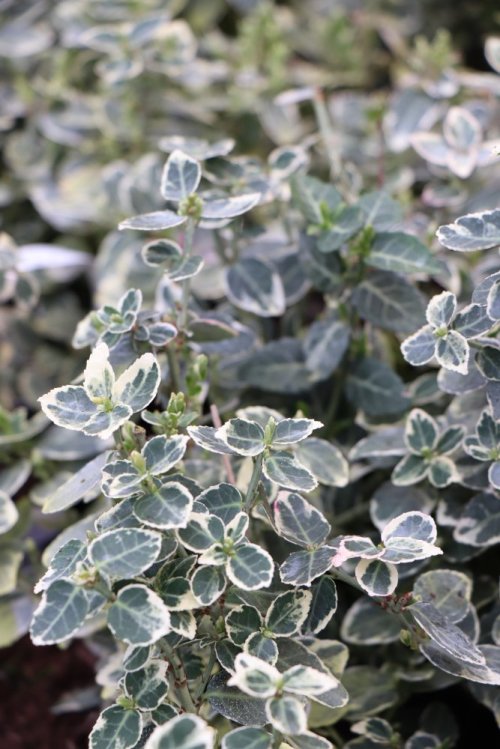 detail Brslen Fortuneův 'Emerald Gaiety'