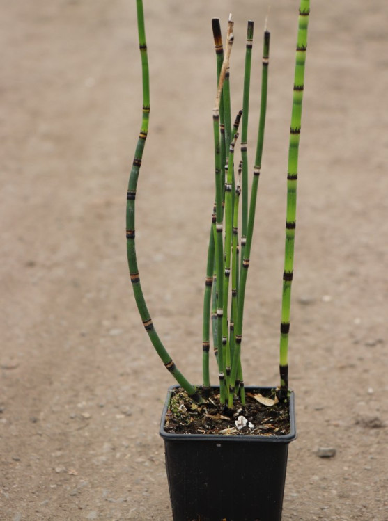 detail Přeslička zimní