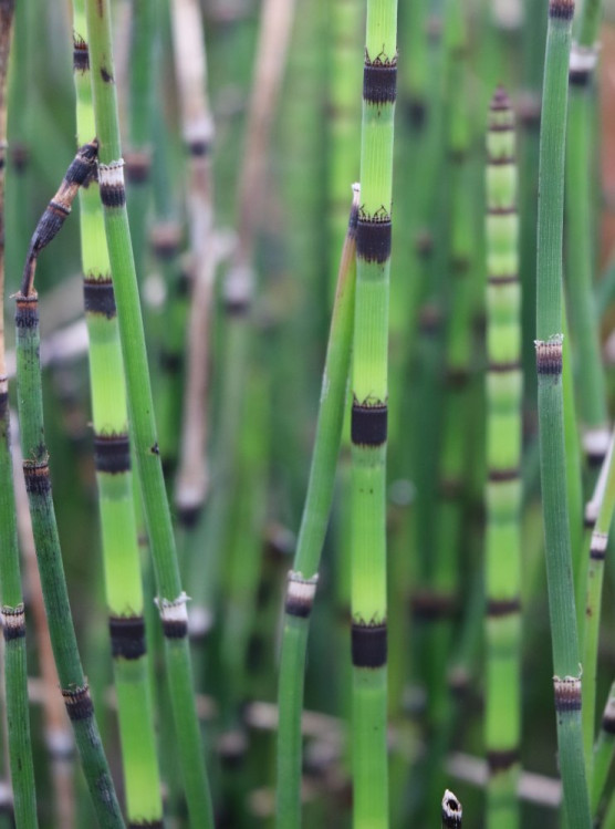 detail Přeslička zimní