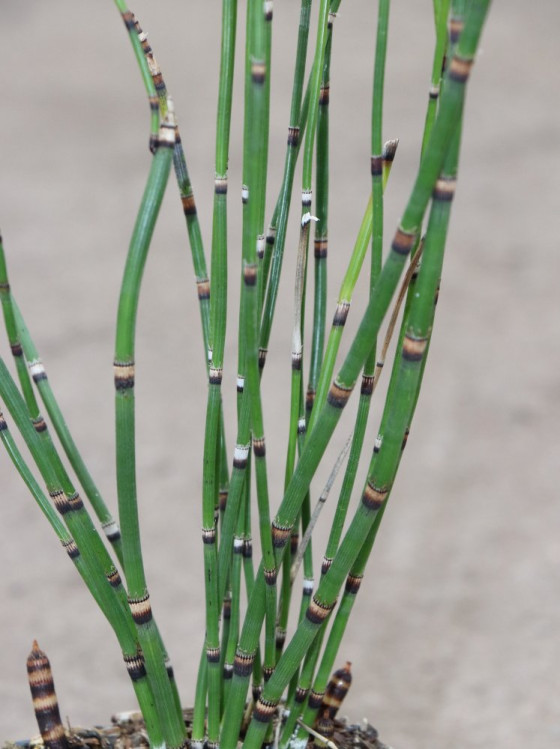 detail Přeslička zimní