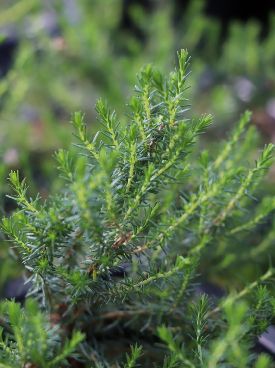 detail Vřesovec popelavý 'Alba Minor'